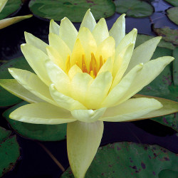 Nymphaea 'Yellow Enigma', nénuphar rustique couleur jaune