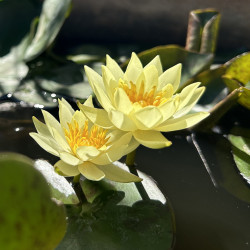 Nymphaea 'Pygmaea Helvola', nénuphar rustique couleur jaune