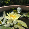 Nymphaea 'Pygmaea Helvola', nénuphar rustique couleur jaune