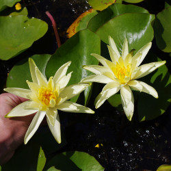 Nymphaea 'Colonel A.J. Welch', nénuphar rustique couleur jaune