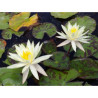 Nymphaea 'Sulphurea Okeechobee', nénuphar rustique couleur jaune