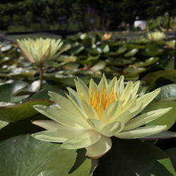 Nymphaea 'Odorata Sulphurea Grandiflora', nénuphar rustique couleur jaune