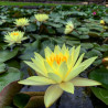 Nymphaea 'Odorata Sulfurea', nénuphar rustique couleur jaune