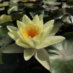 Nymphaea 'Marliacea Chromatella', nénuphar rustique couleur jaune