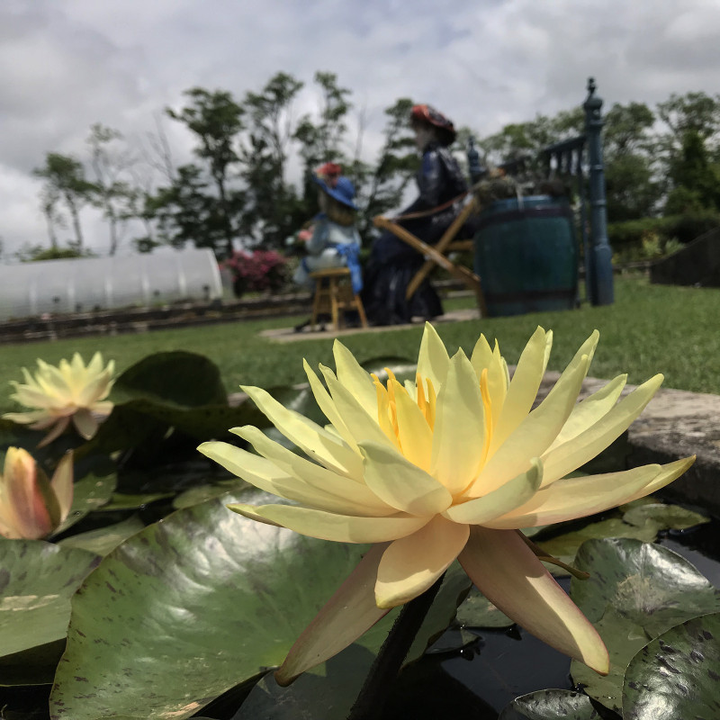 Nymphaea 'Texas Dawn', nénuphar rustique couleur jaune