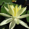 Nymphaea 'Sunrise', nénuphar rustique couleur jaune