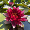 Nymphaea 'Steven Strawn', nénuphar rustique couleur rouge