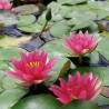 Nymphaea 'Attorney Elrod', nénuphar rustique couleur rouge