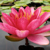 Nymphaea 'Burgundy Princess', nénuphar rustique couleur rouge