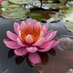 Nymphaea 'Perry's Wildfire', nénuphar rustique couleur rouge