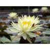 Nymphaea 'Sulphurea Okeechobee', nénuphar rustique couleur jaune