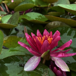 Nymphaea 'Red Volunteer', nénuphar rustique couleur rouge