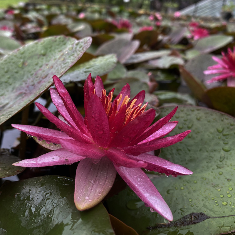 Nymphaea 'Perry's Red Star', nénuphar rustique couleur rouge