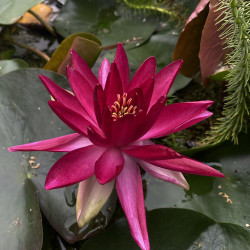 Nymphaea 'Perry's Red Beauty', nénuphar rustique couleur rouge