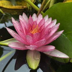 Nymphaea 'Perry's Super Red', nénuphar rustique couleur rouge