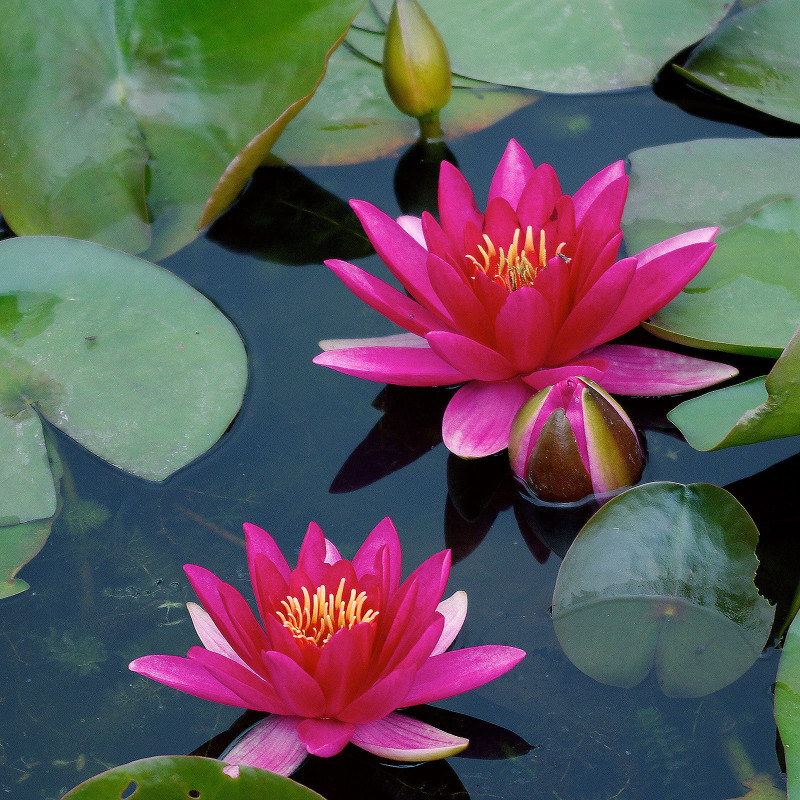 Nymphaea 'Perry's Baby Red', nénuphar rustique couleur rouge