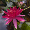 Nymphaea 'Perry's Red Glow', nénuphar rustique couleur rouge