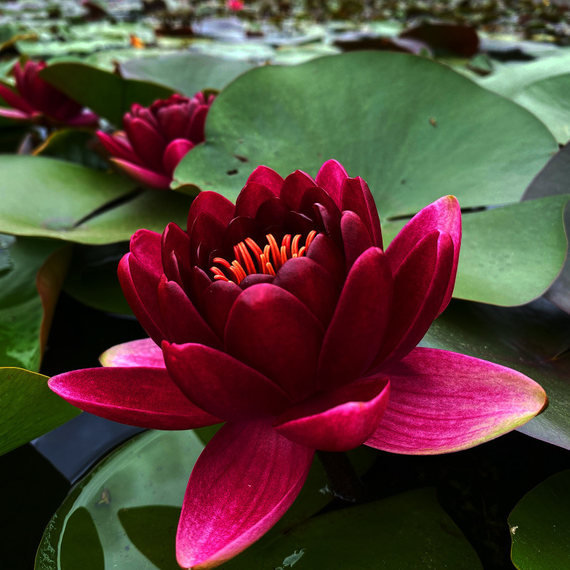 Nymphaea 'Black Princess', nénuphar rustique couleur rouge