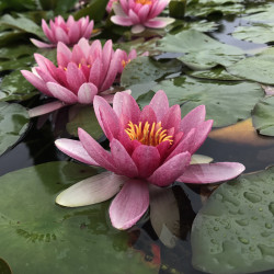 Nymphaea 'Senegal', nénuphar rustique couleur rouge