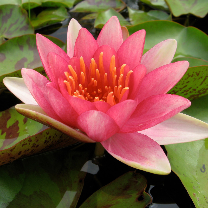 Nymphaea 'Phoebus', nénuphar rustique couleur rouge