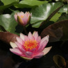 Nymphaea 'Maurice Laydeker', nénuphar rustique couleur rouge