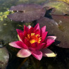 Nymphaea 'Château le rouge', nénuphar rustique couleur rouge