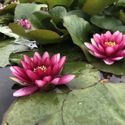 Nymphaea 'Conqueror', nénuphar rustique couleur rouge