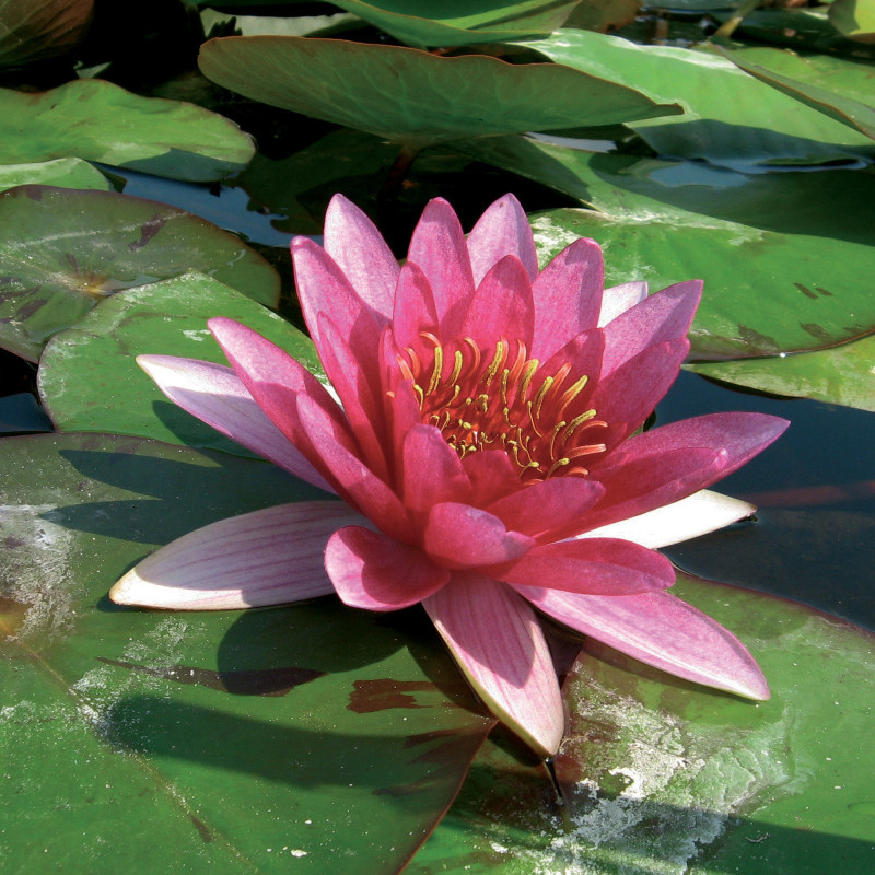 Nymphaea 'Temple Fire', nénuphar rustique couleur rouge