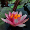 Nymphaea 'Sirius', nénuphar rustique couleur rouge