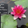 Nymphaea 'Pygmaea Rubis', nénuphar rustique couleur rouge