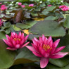 Nymphaea 'Marliacea Rubra Punctata', nénuphar rustique couleur rouge