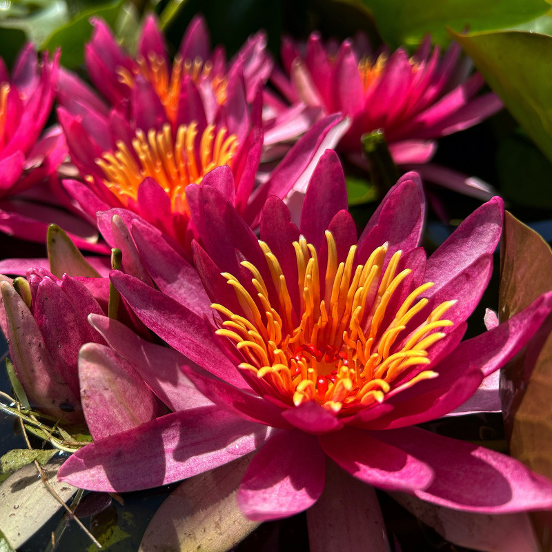 Nymphaea 'Newton', nénuphar rustique couleur rouge