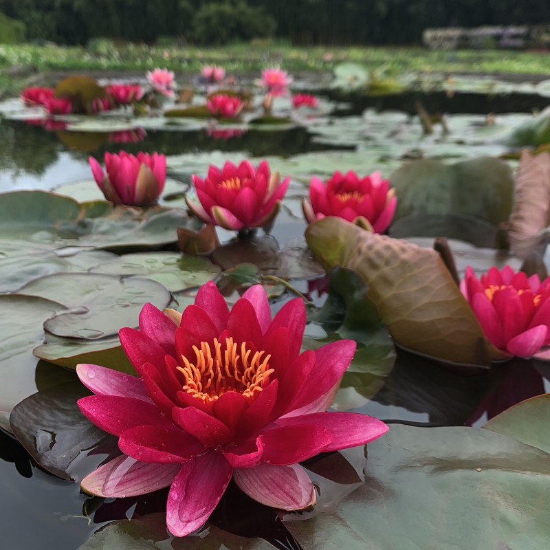 Nymphaea 'Marliacea Ignea', nénuphar rustique couleur rouge