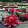 Nymphaea 'Marliacea Ignea', nénuphar rustique couleur rouge