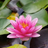 Nymphaea 'Météor', nénuphar rustique couleur rouge