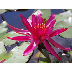 Nymphaea 'Hidden Violet', nénuphar rustique couleur rouge