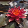 Nymphaea 'Indiana', nénuphar rustique couleur rouge