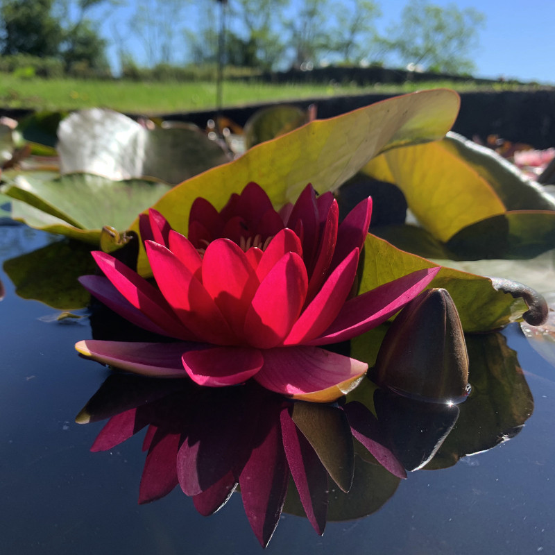 Nymphaea 'Escarboucle', nénuphar rustique couleur rouge