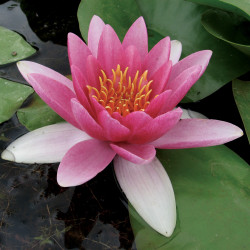 Nymphaea 'Jean de la Marsalle', nénuphar rustique couleur rouge