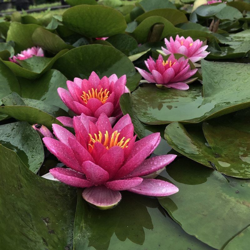 Nymphaea 'Picciola', nénuphar rustique couleur rouge