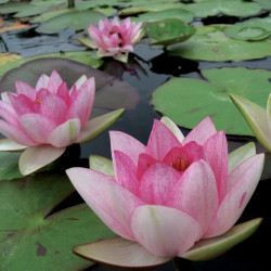 Nymphaea 'Madame Maurice Laydeker', nénuphar rustique couleur rouge