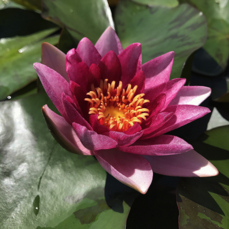 Nymphaea 'Marliacea Flammea', nénuphar rustique couleur rouge