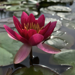 Nymphaea 'Froebeli', nénuphar rustique couleur rouge