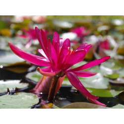 Nymphaea 'Hidden Violet', nénuphar rustique couleur rouge