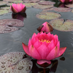 Nymphaea 'James Brydon', nénuphar rustique couleur rouge