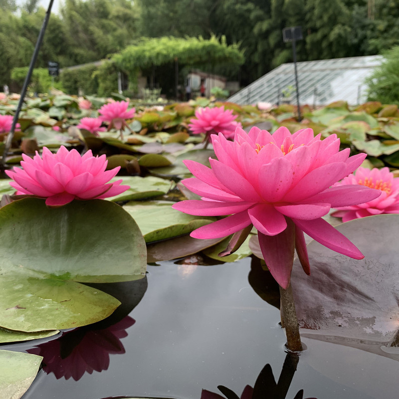 Nymphaea 'Mayla', nénuphar rustique couleur rose