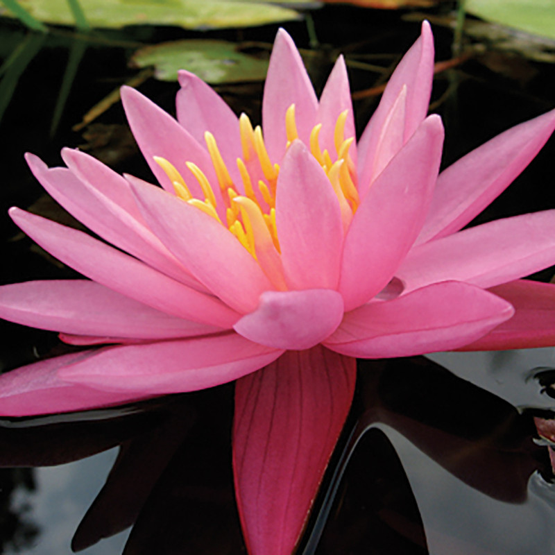 Nymphaea 'Dallas', nénuphar rustique couleur rose