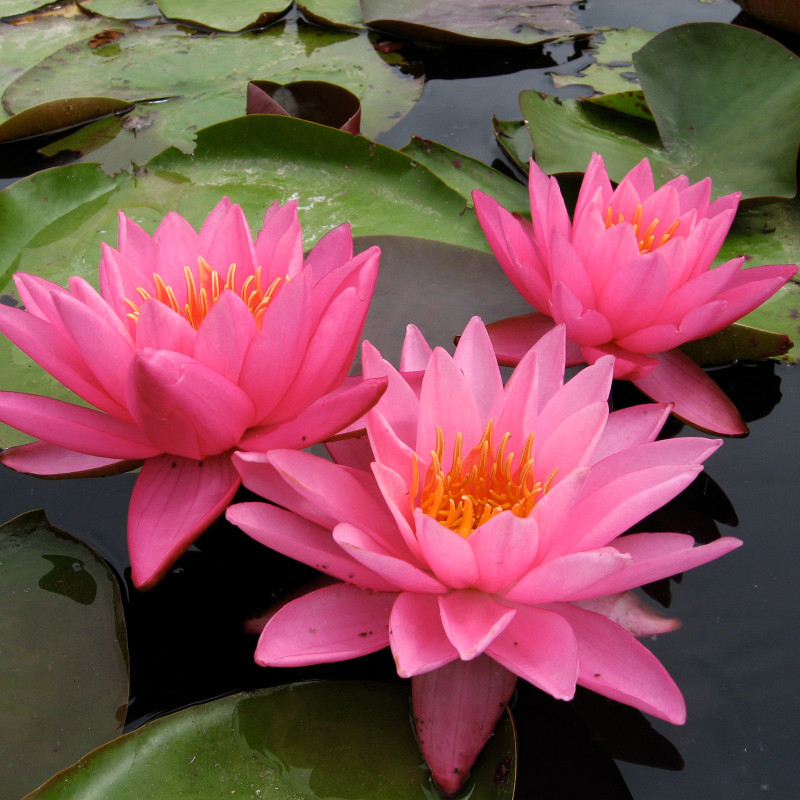 Nymphaea 'Yogi Gi', nénuphar rustique couleur rose