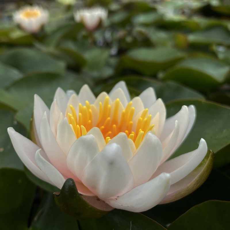 Nymphaea 'Walter Pagels', nénuphar rustique couleur rose