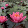 Nymphaea 'Yuh Ling', nénuphar rustique couleur rose